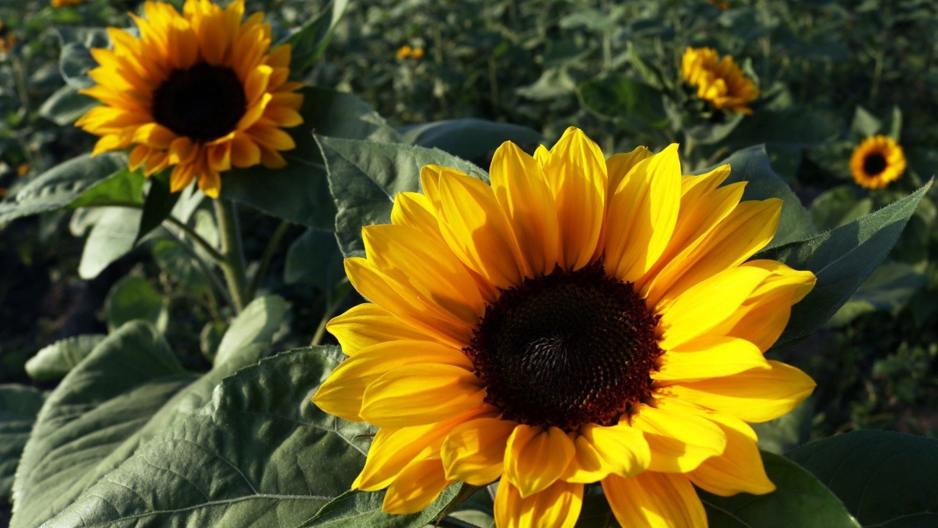 Girasoles. Qué Plantas son resistentes al calor y el sol.